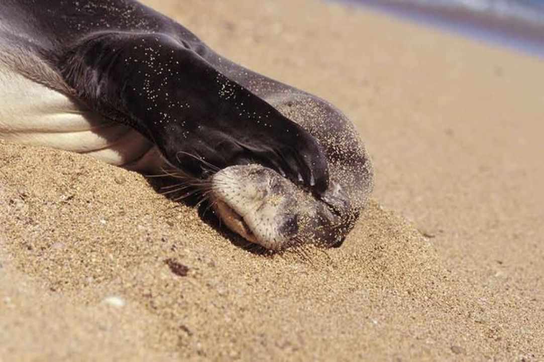 Seal in Cyprus?