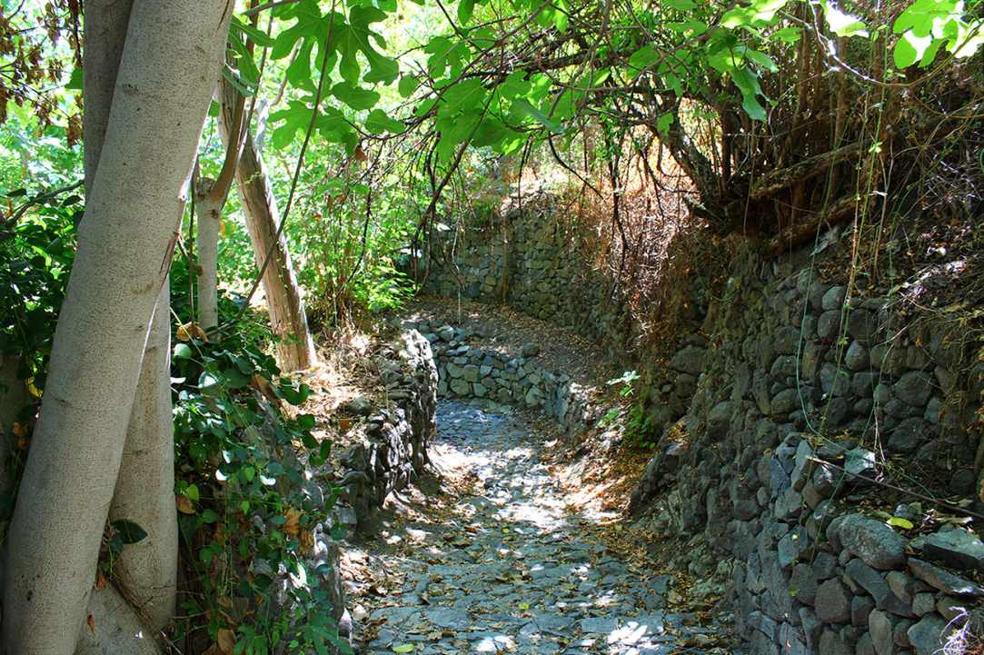 Φουντουκιές Πολύστυπος gallery image 1