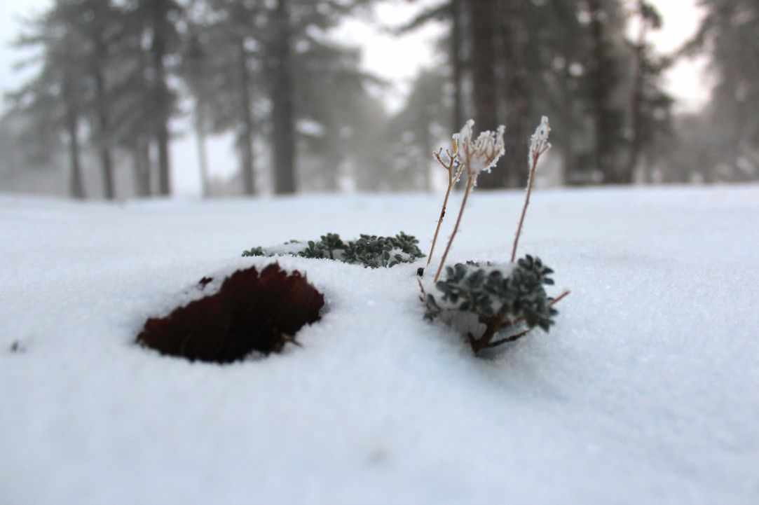 Snowy Mountains of Troodos