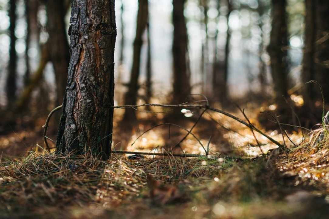 Πεζοπορία στο μονοπάτι της φύσης Καληδόνια