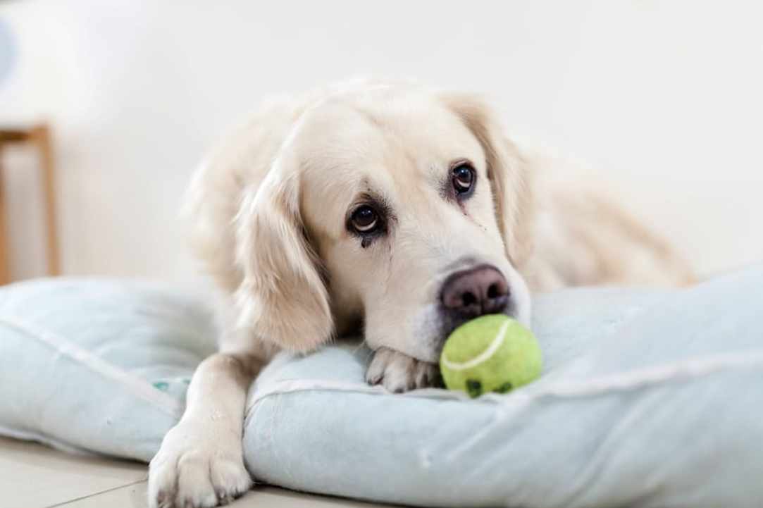 About Pets 2017