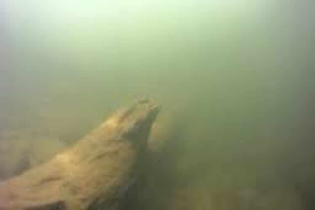How dangerous scuba diving Is?