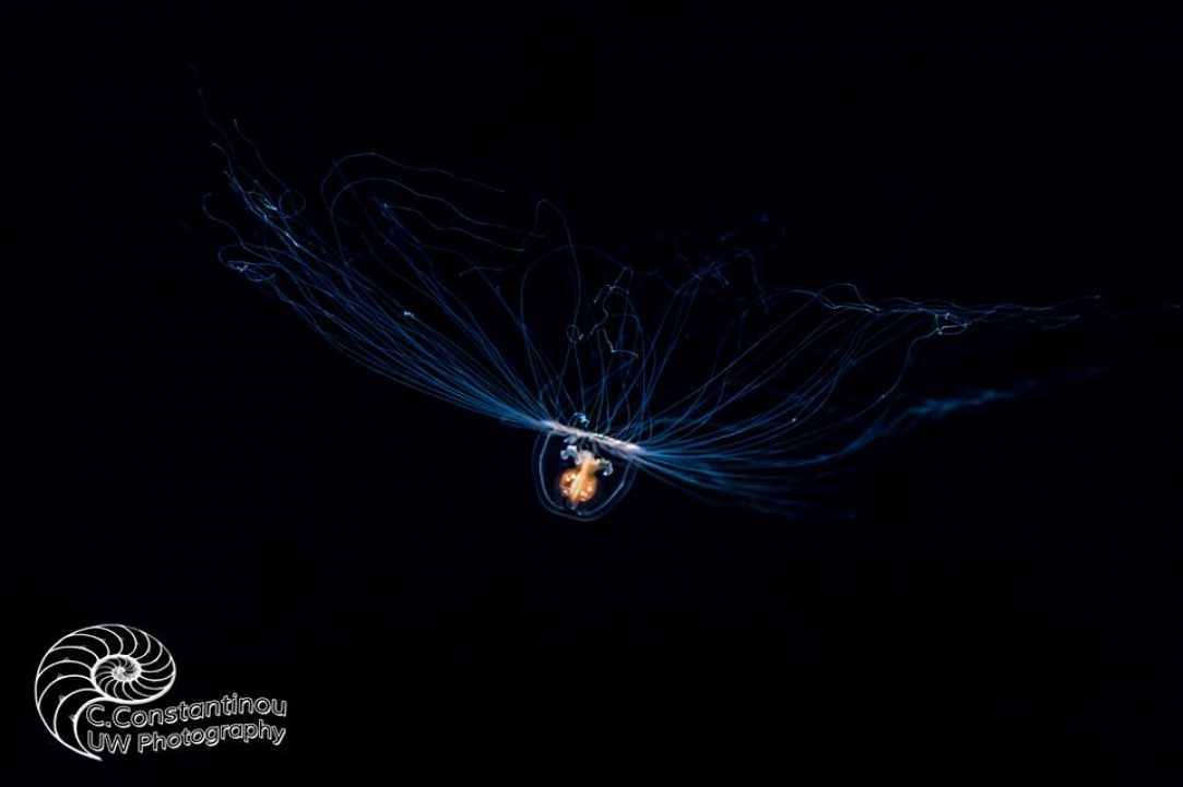 Jellyfish in Cyprus