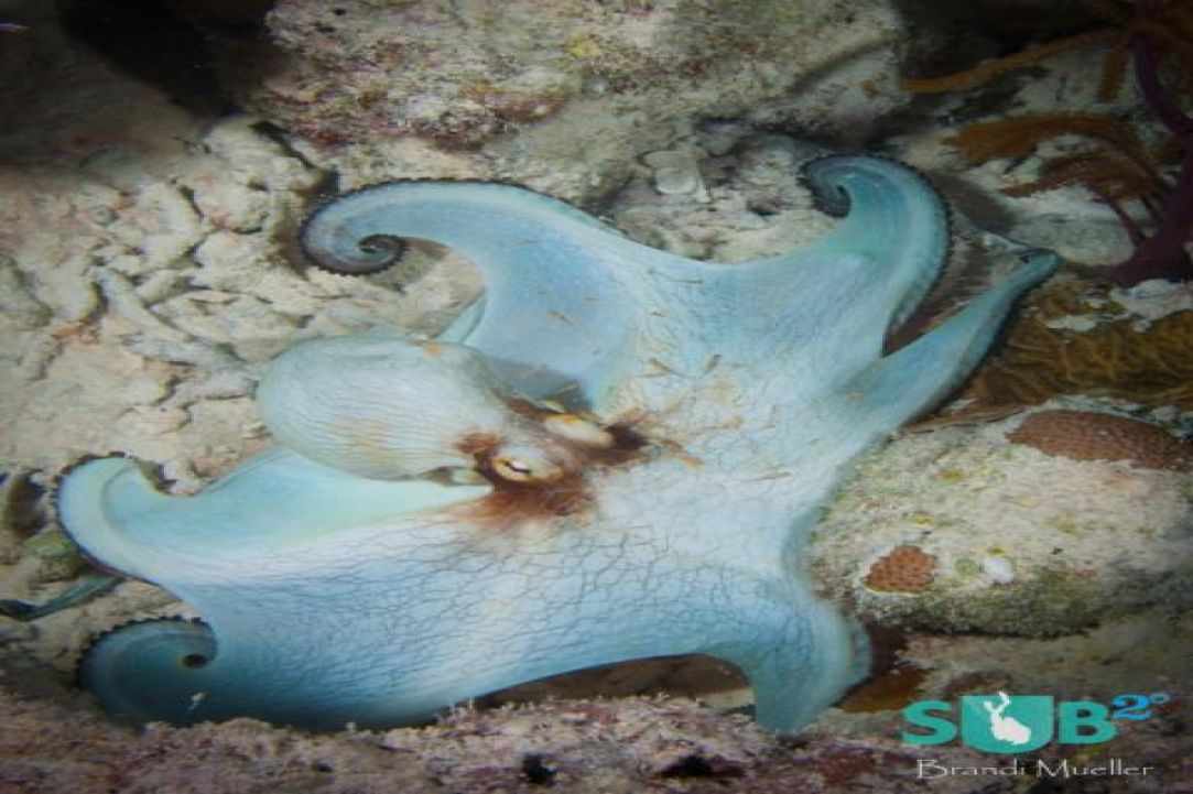 Night Dive