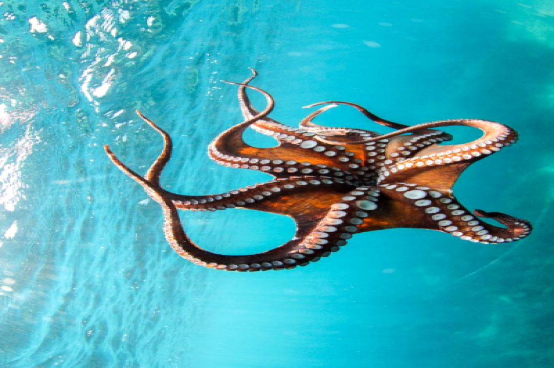Marine Life in Cyprus