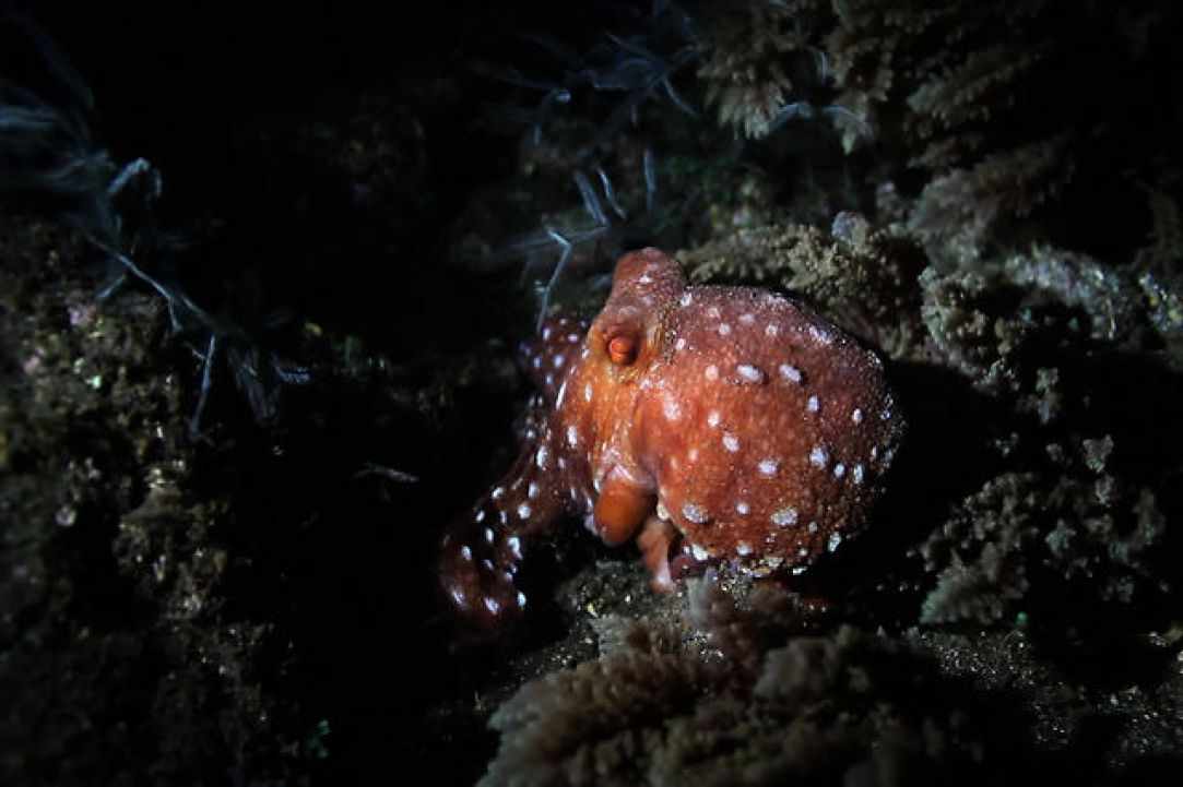 Night Dive