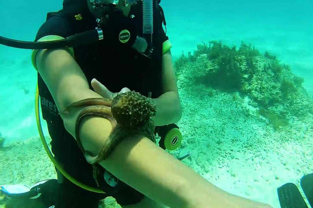 Marine Life in Cyprus