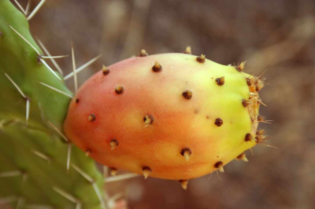 Prickly Pear