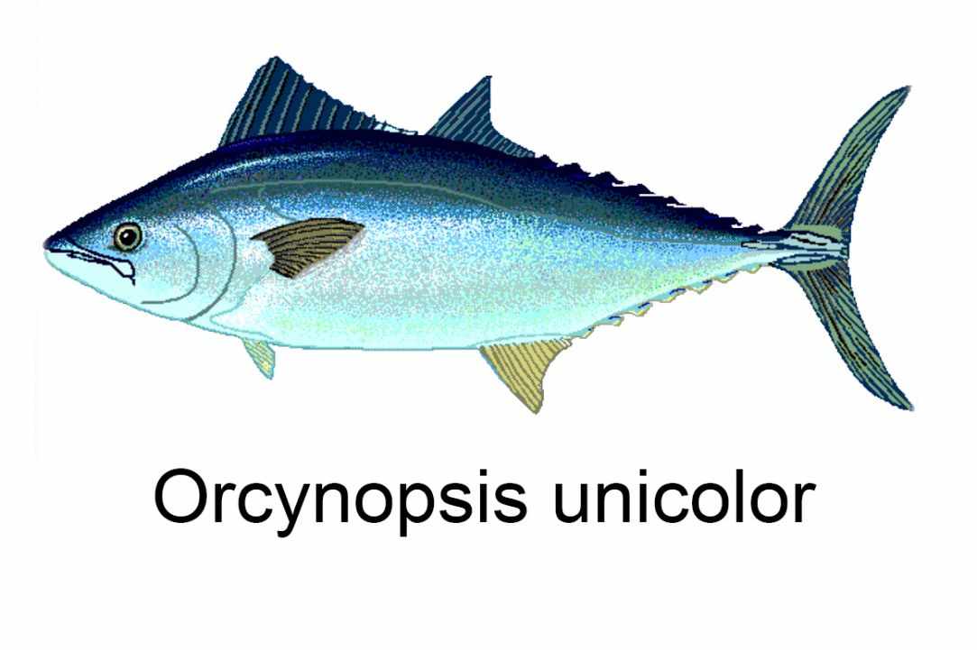 Angling for Alalunga - Albacore Tuna in Cyprus