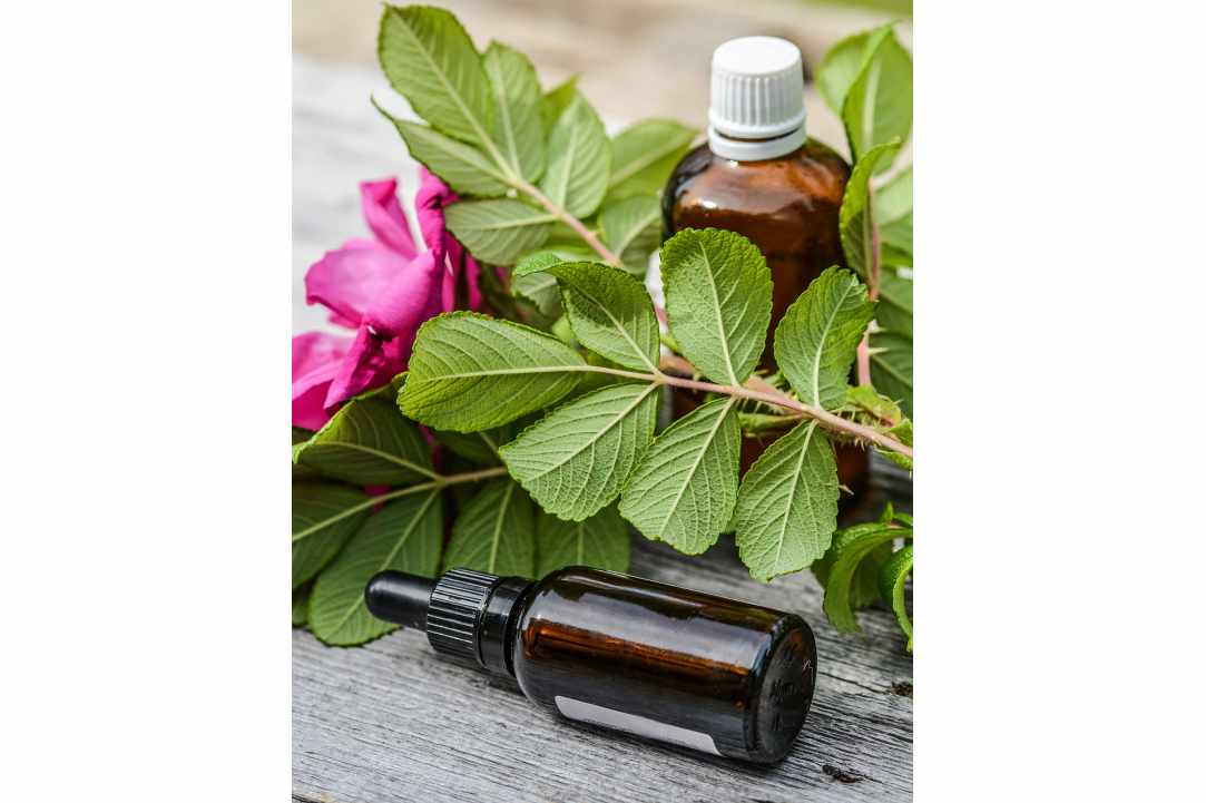 Oregano essential oil in our lives