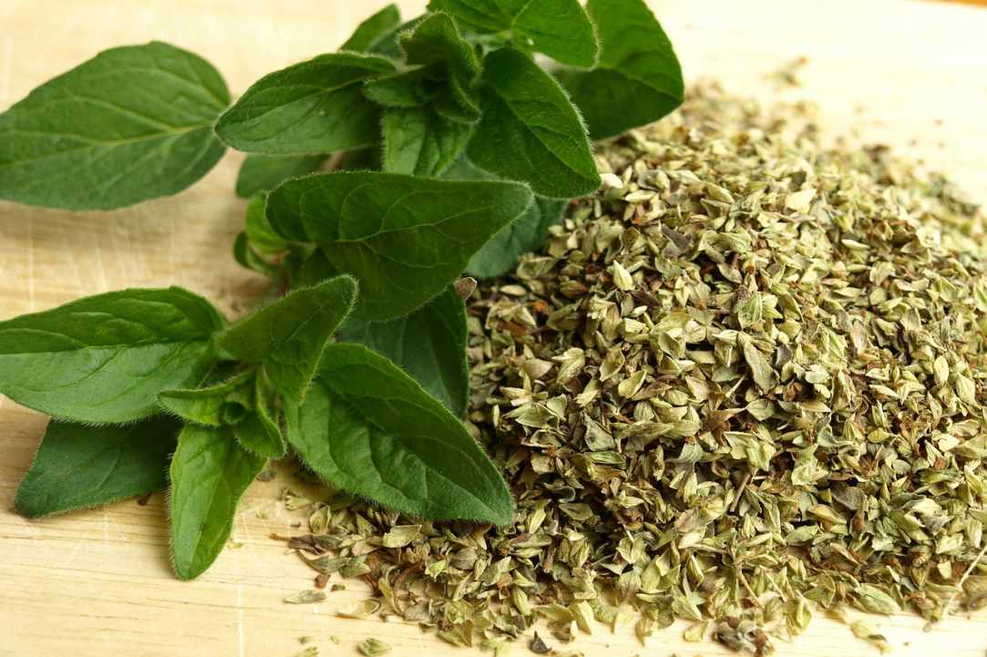 Oregano essential oil in our lives