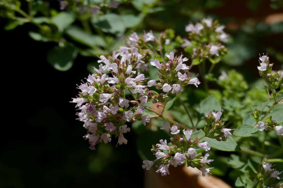 Oregano essential oil in our lives