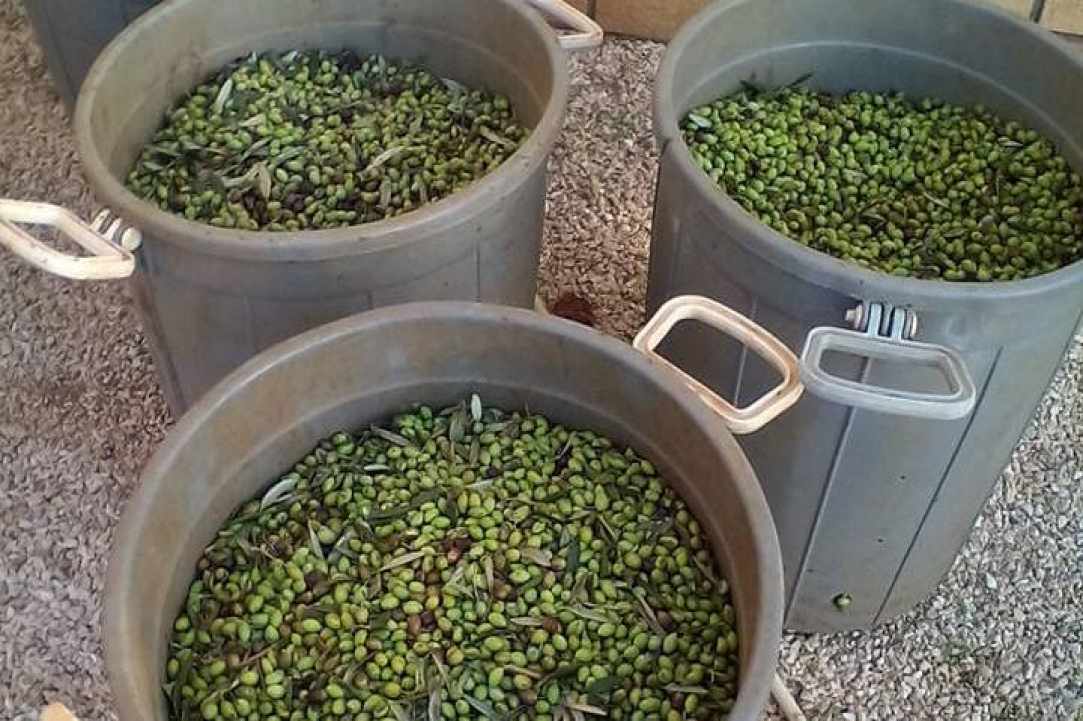  Organic & Environmentally Friendly
