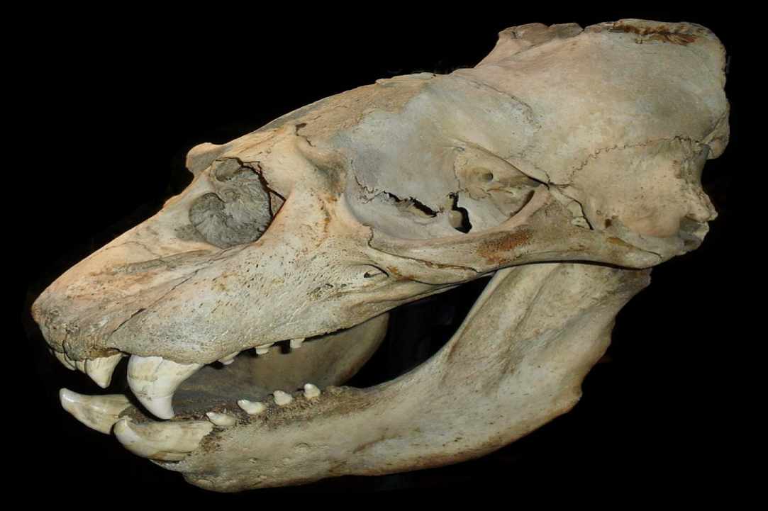 Cave of Palaeontological Finds in Ayia Napa