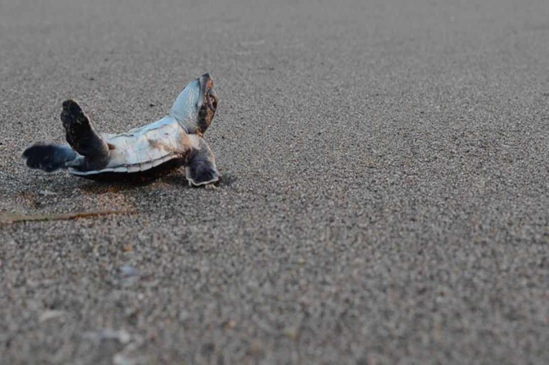 Caretta Caretta turtle 