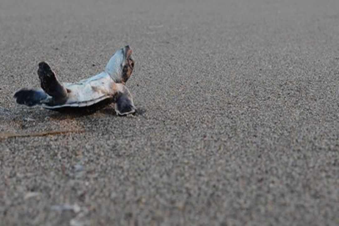 Caretta Caretta turtle 