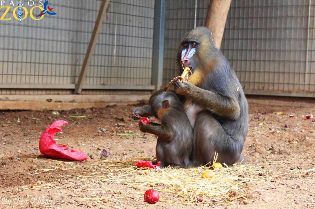 Pafos Zoo 