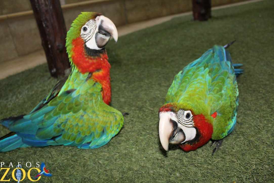 Pafos Zoo 