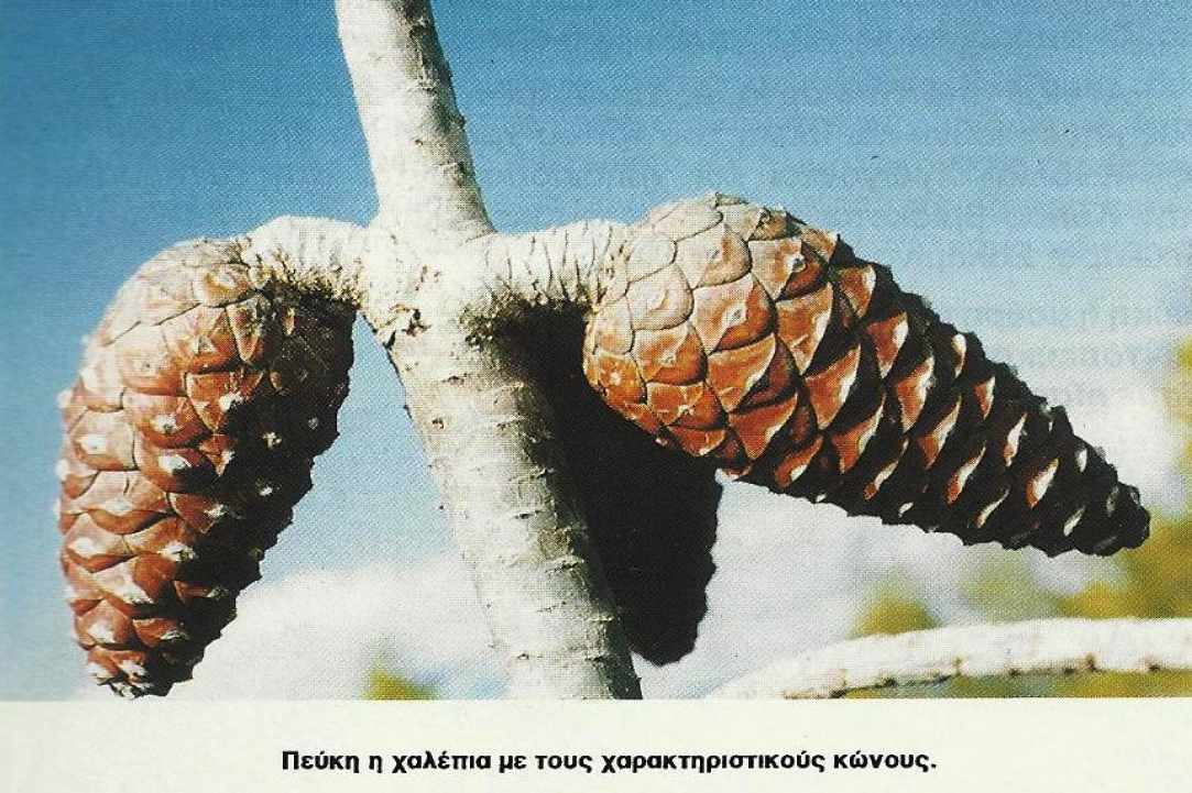 Τα Φυτά της περιοχής των Λευκάρων