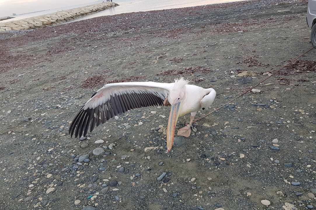 Πελεκάνος δεμένος με σχοινί! gallery image 2
