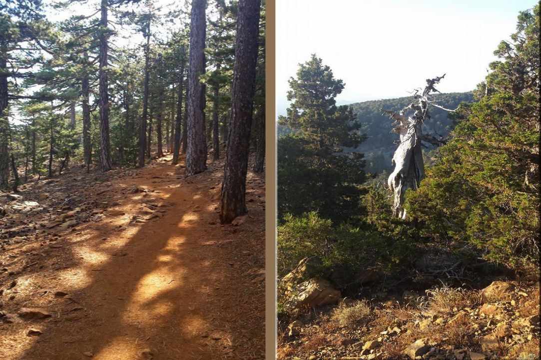 Nature Trail Artemis 