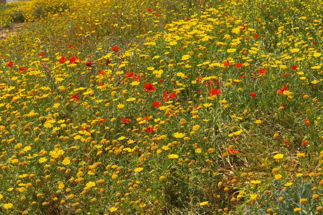  Walking Festival: 4th March - 13th May 2018