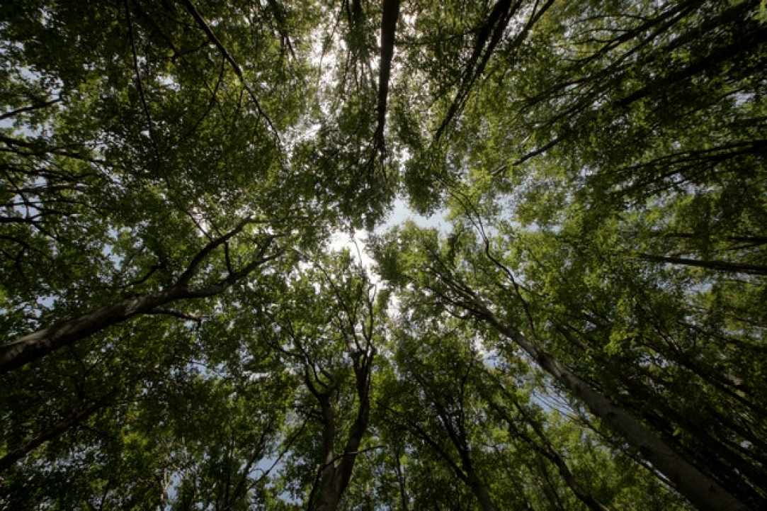 Πεζοπορία στο μονοπάτι της φύσης Καληδόνια