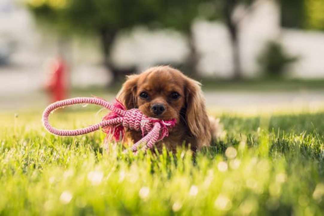 About Pets 2017