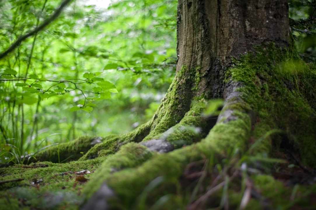 Πεζοπορία στο μονοπάτι της φύσης Καληδόνια