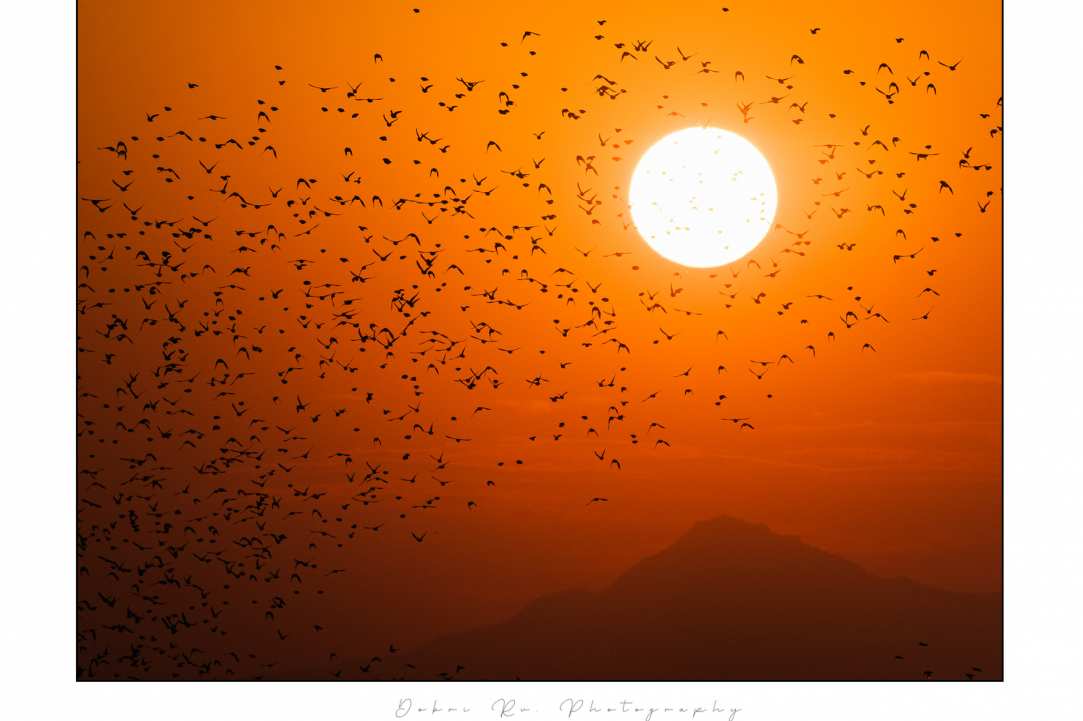 Birdwatching or Birding in Cyprus