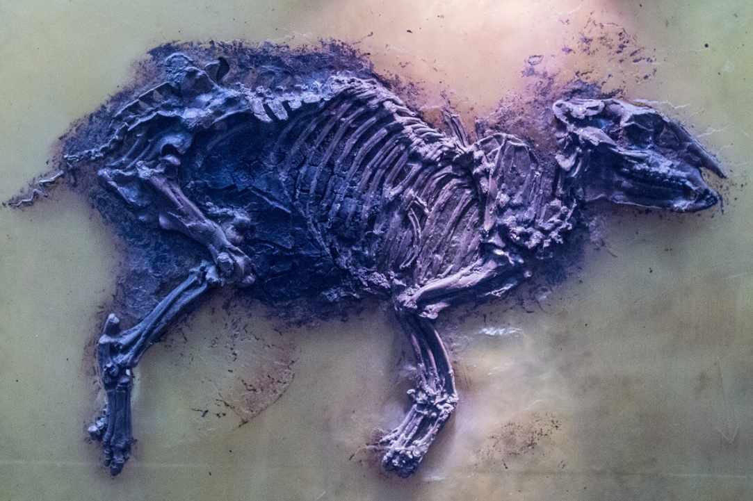 Palaeontology Museum Pierides-Tornaritis
