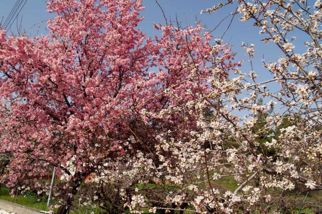  Walking Festival: 4th March - 13th May 2018