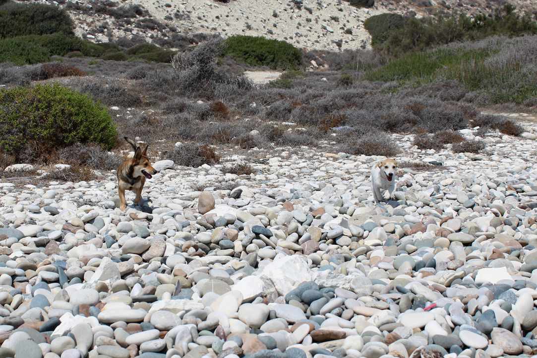 Dog Friendly Beaches in Cyprus