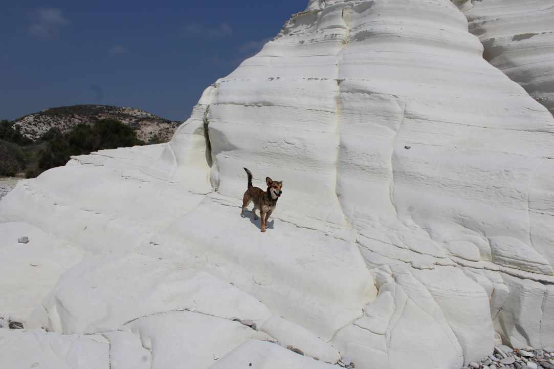 Dog Friendly Beaches in Cyprus
