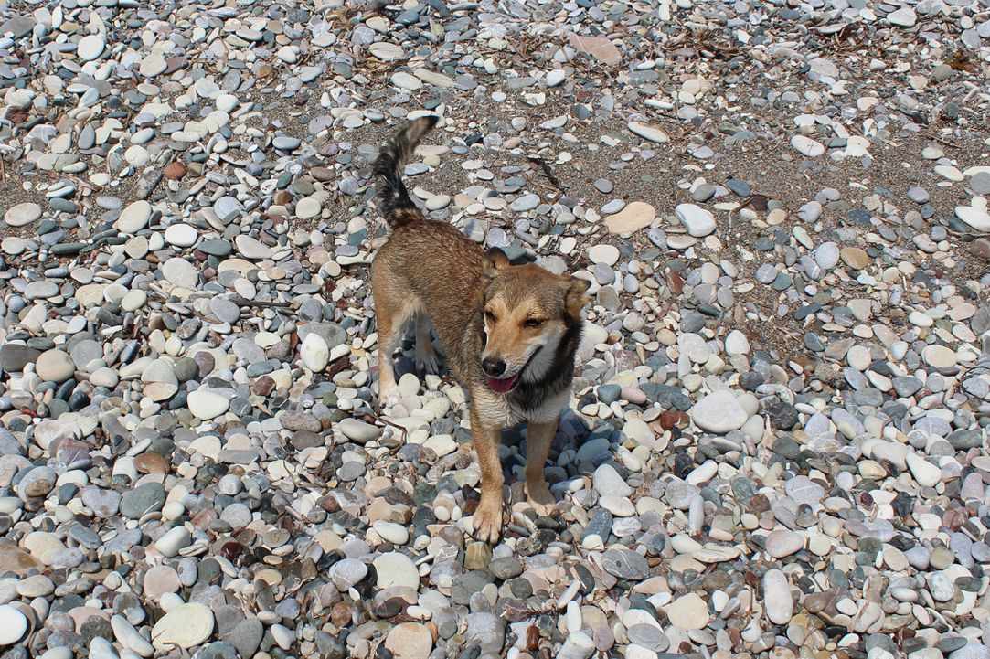 Dog Friendly Beaches in Cyprus