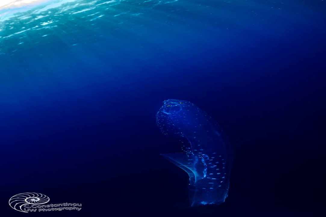 Jellyfish in Cyprus