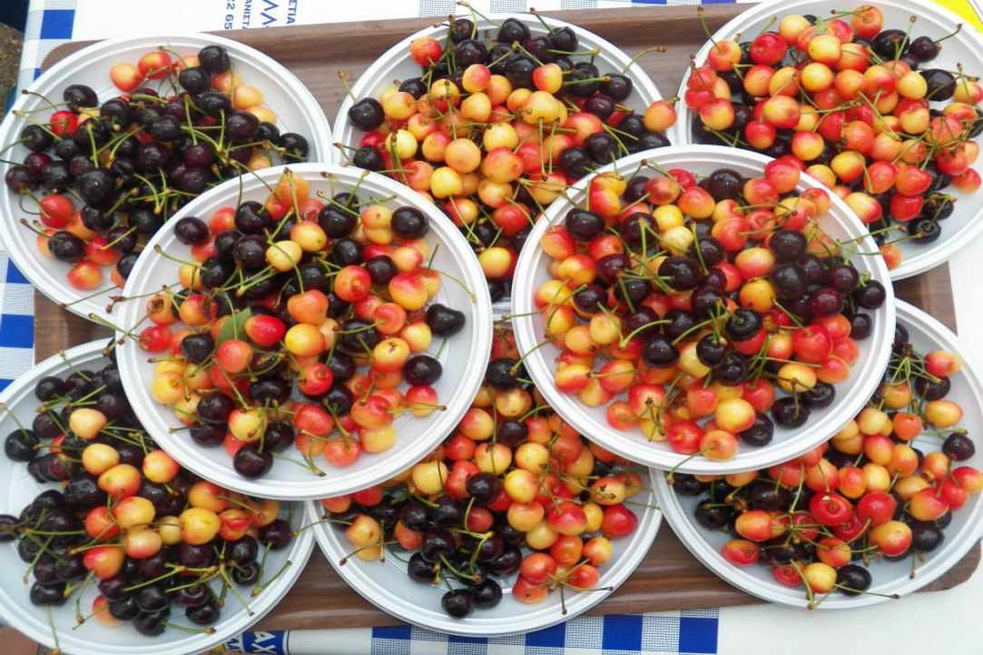 39th Cherry Fest!