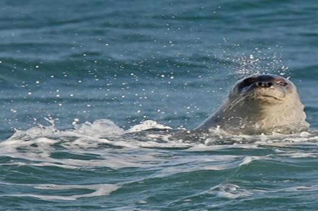 Seal in Cyprus?