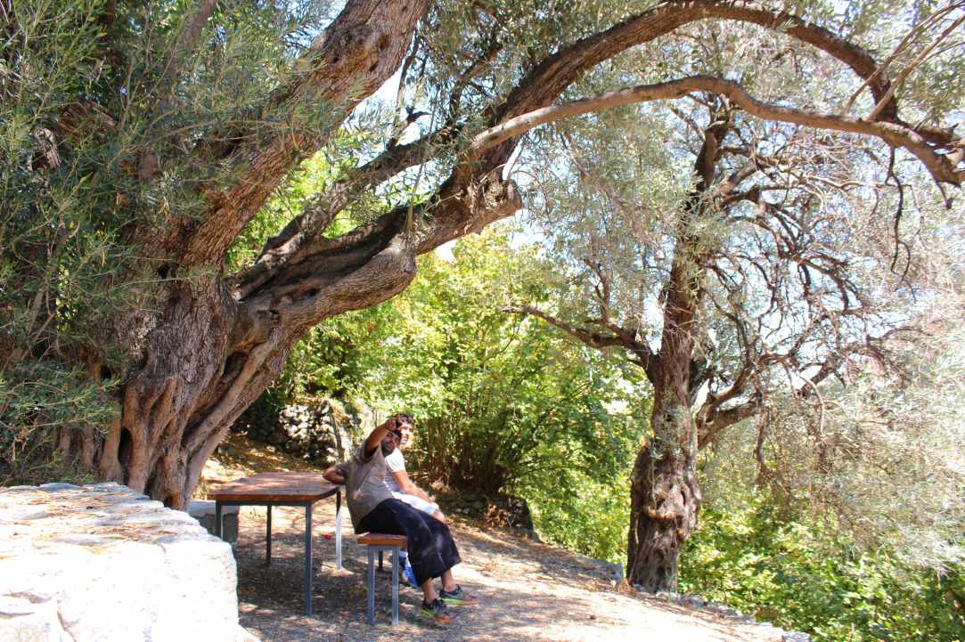 Φουντουκιές Πολύστυπος gallery image 4