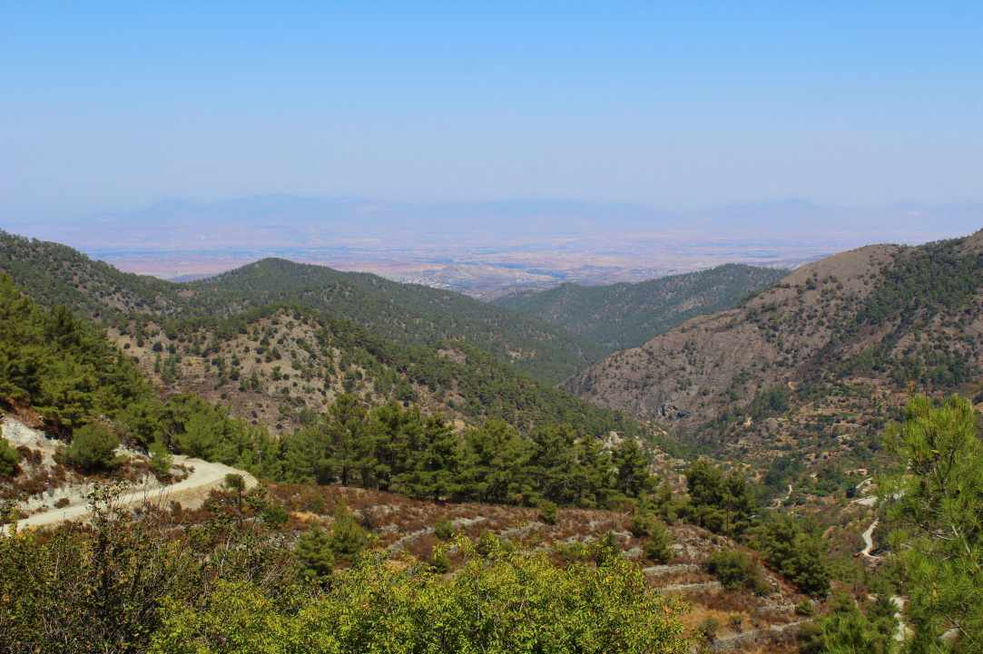 Φουντουκιές Πολύστυπος