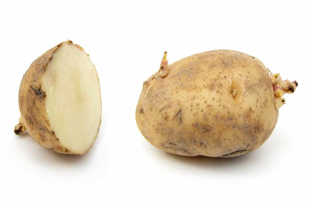 6th Pancyprian Potato Festival