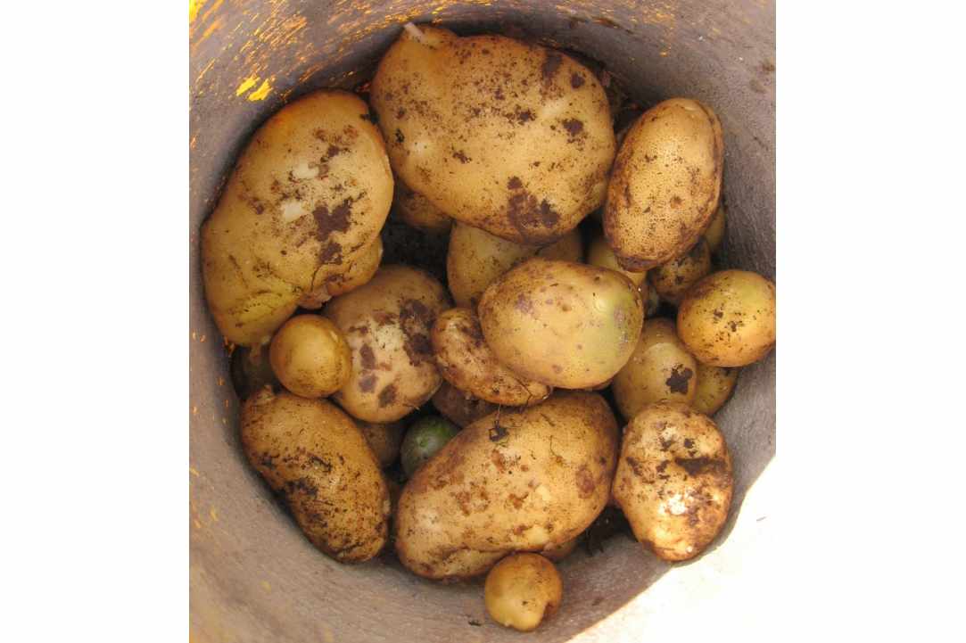 6th Pancyprian Potato Festival
