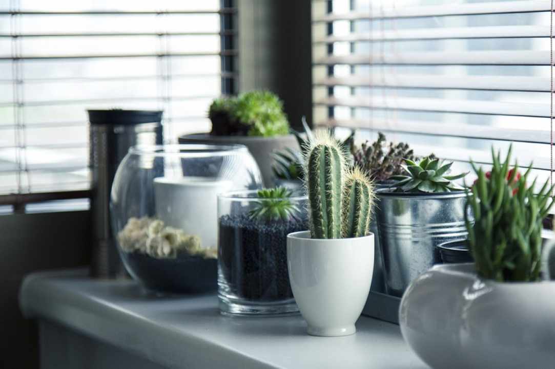 11th Exhibition for Cactus and Succulents gallery image 3