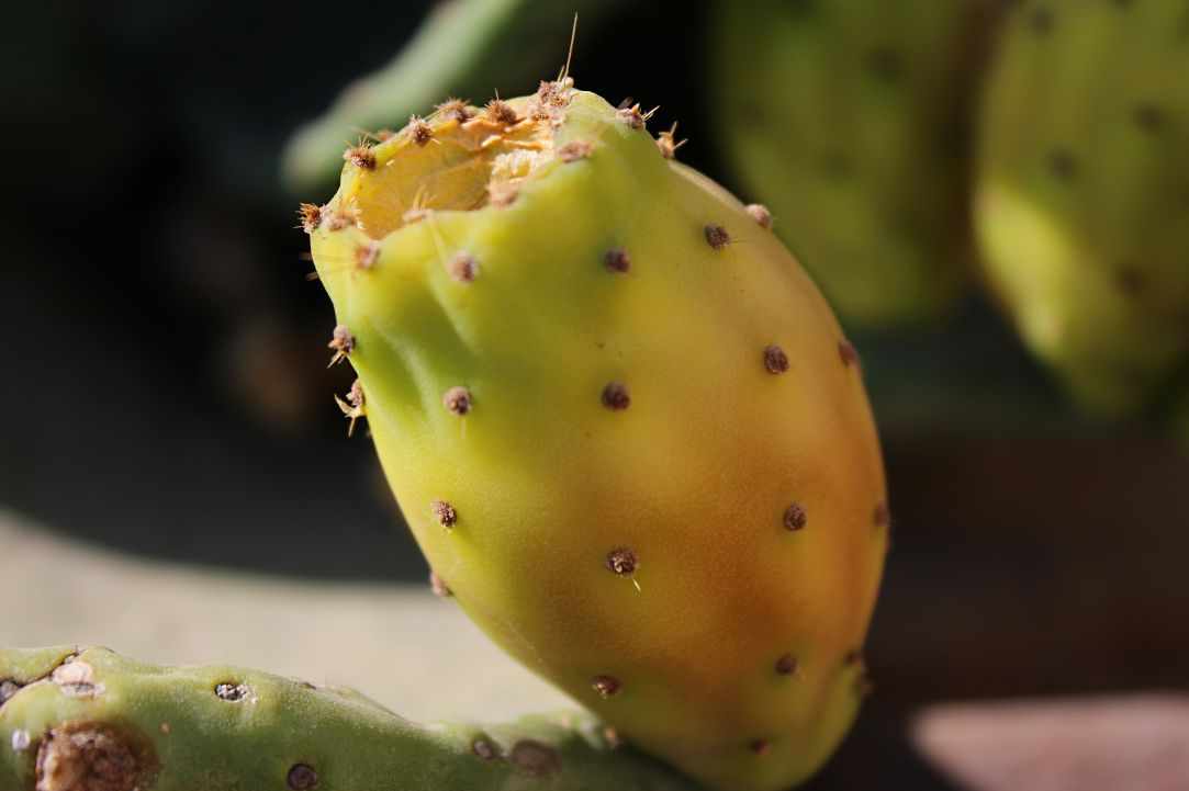 Prickly Pear