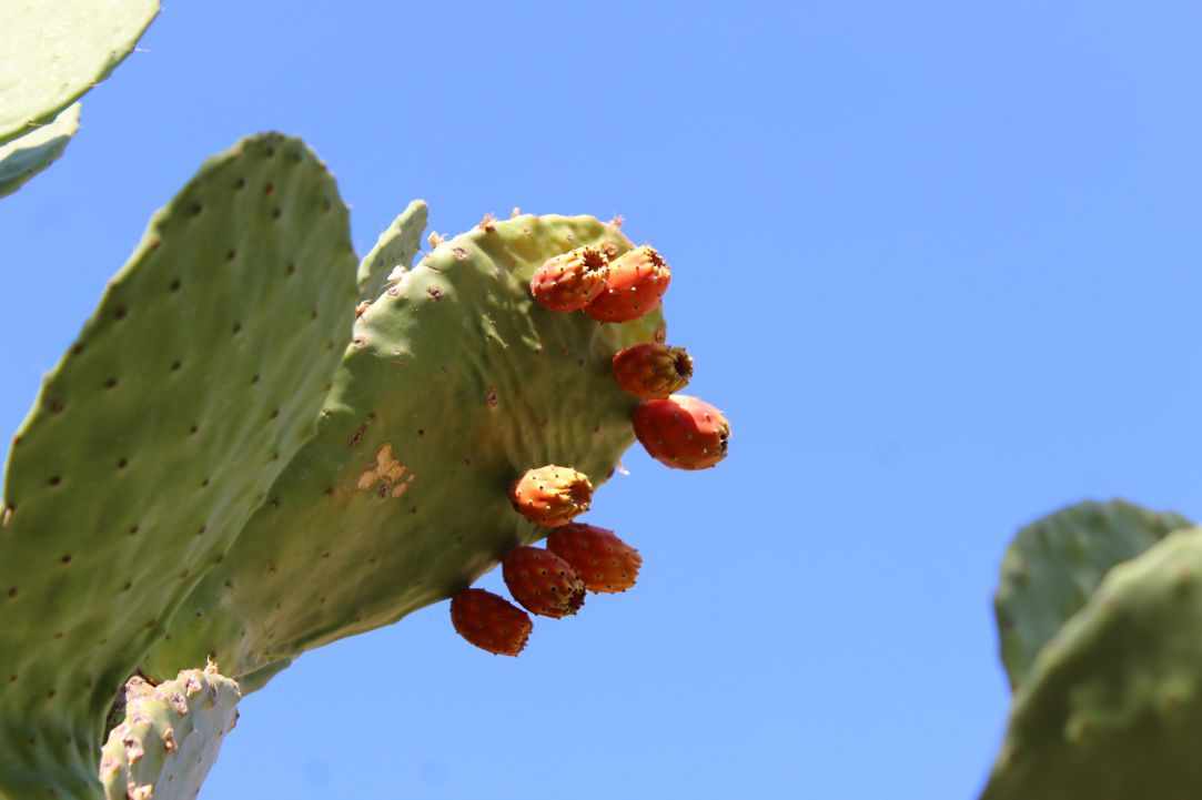 Prickly Pear