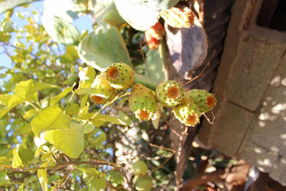 Prickly Pear