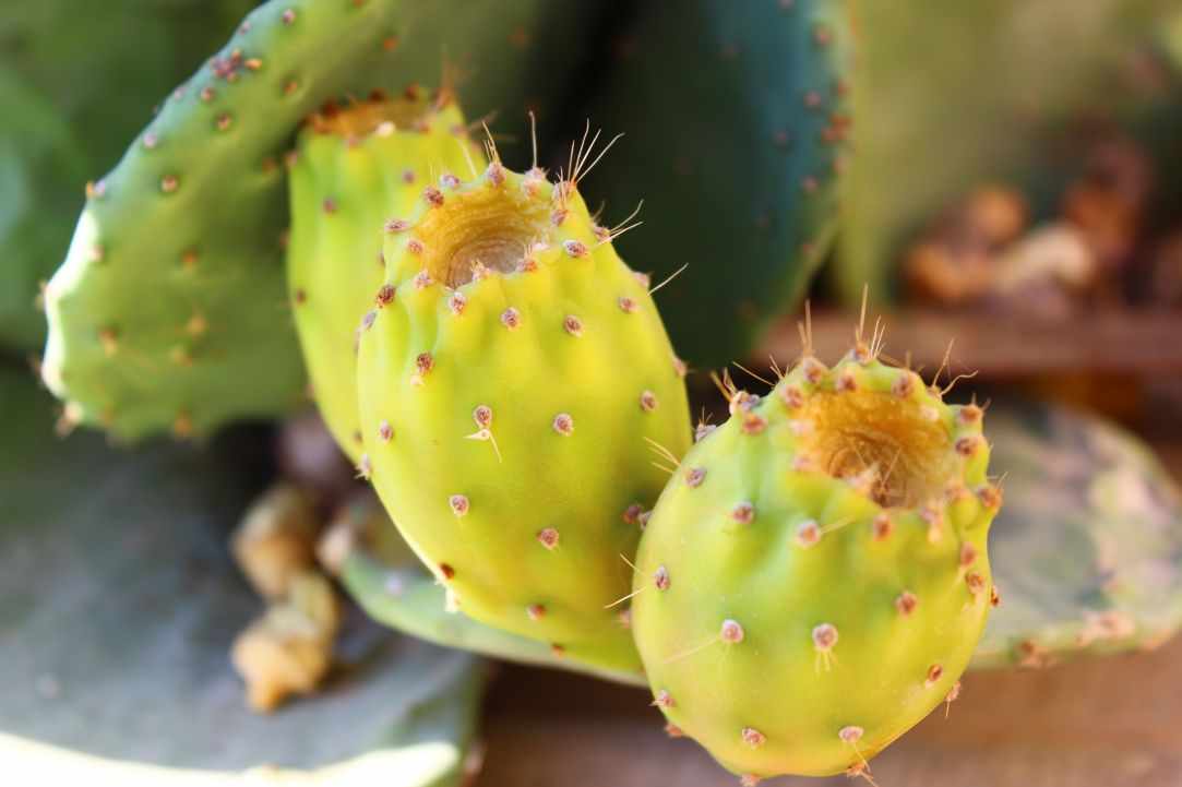 Prickly Pear