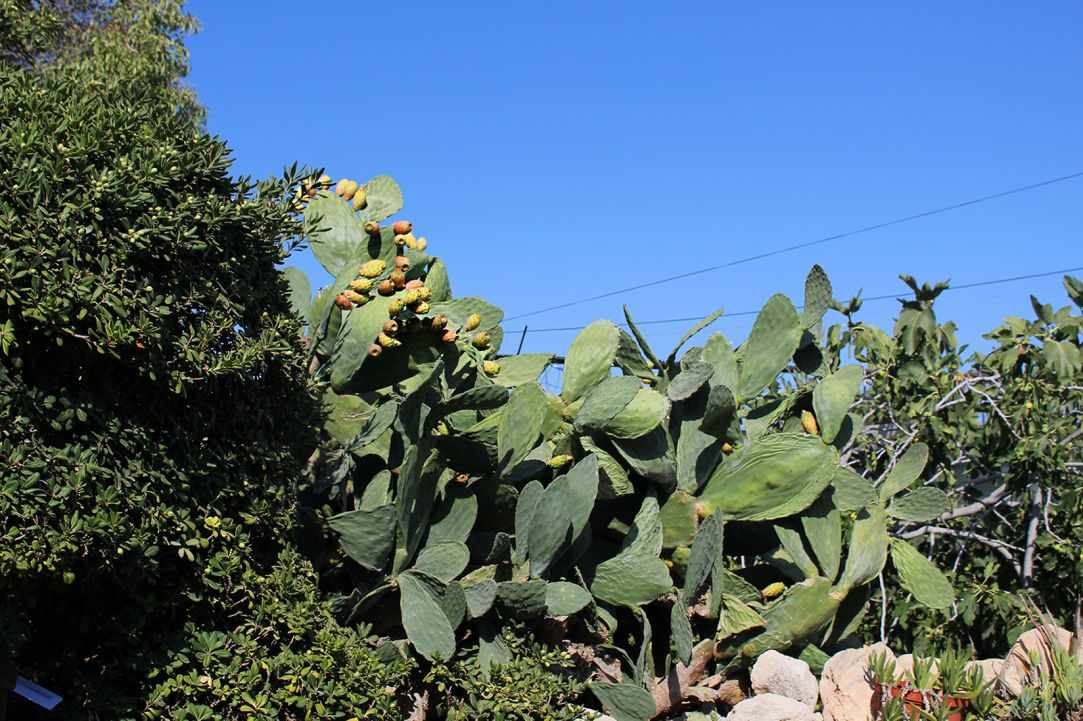 Prickly Pear
