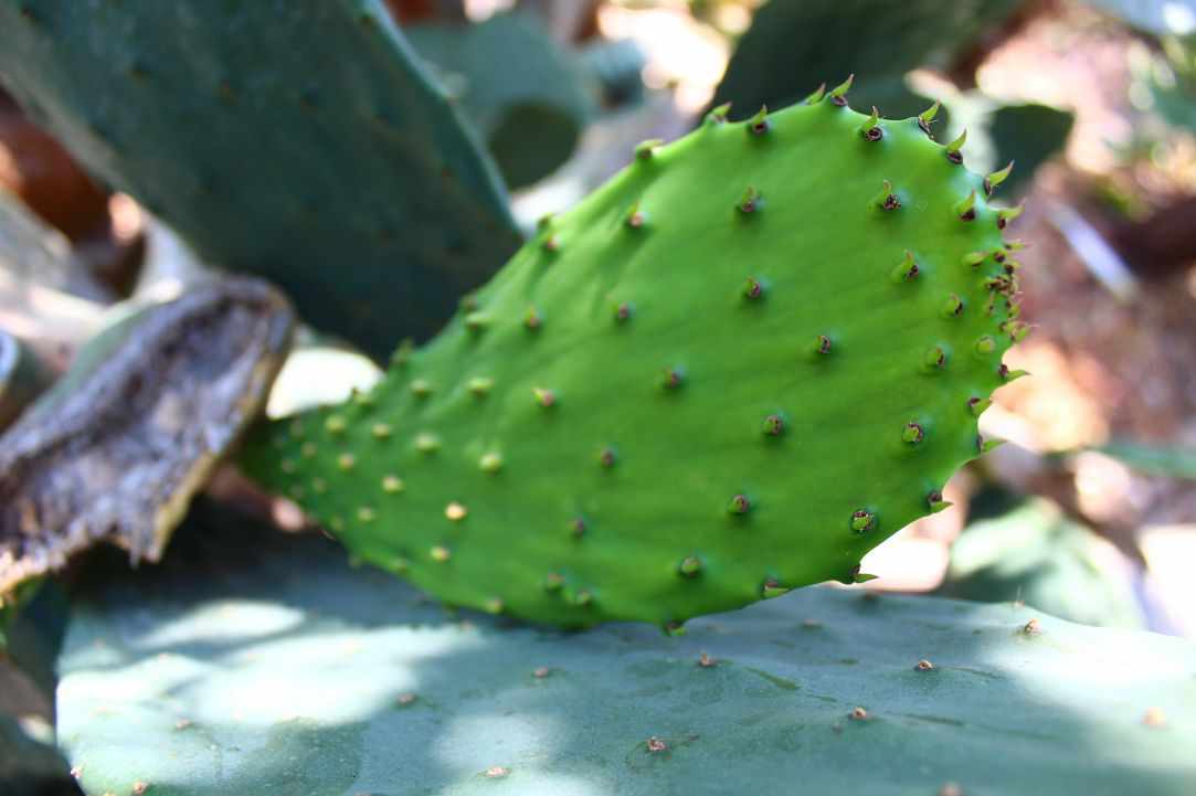 Prickly Pear