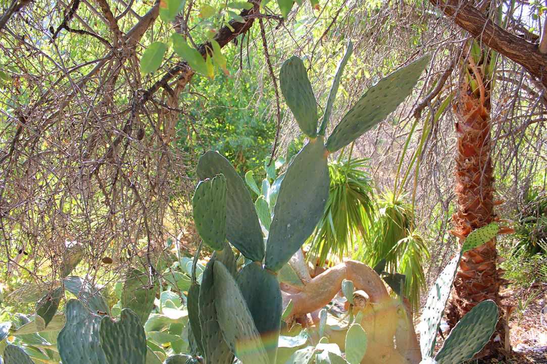 Prickly Pear